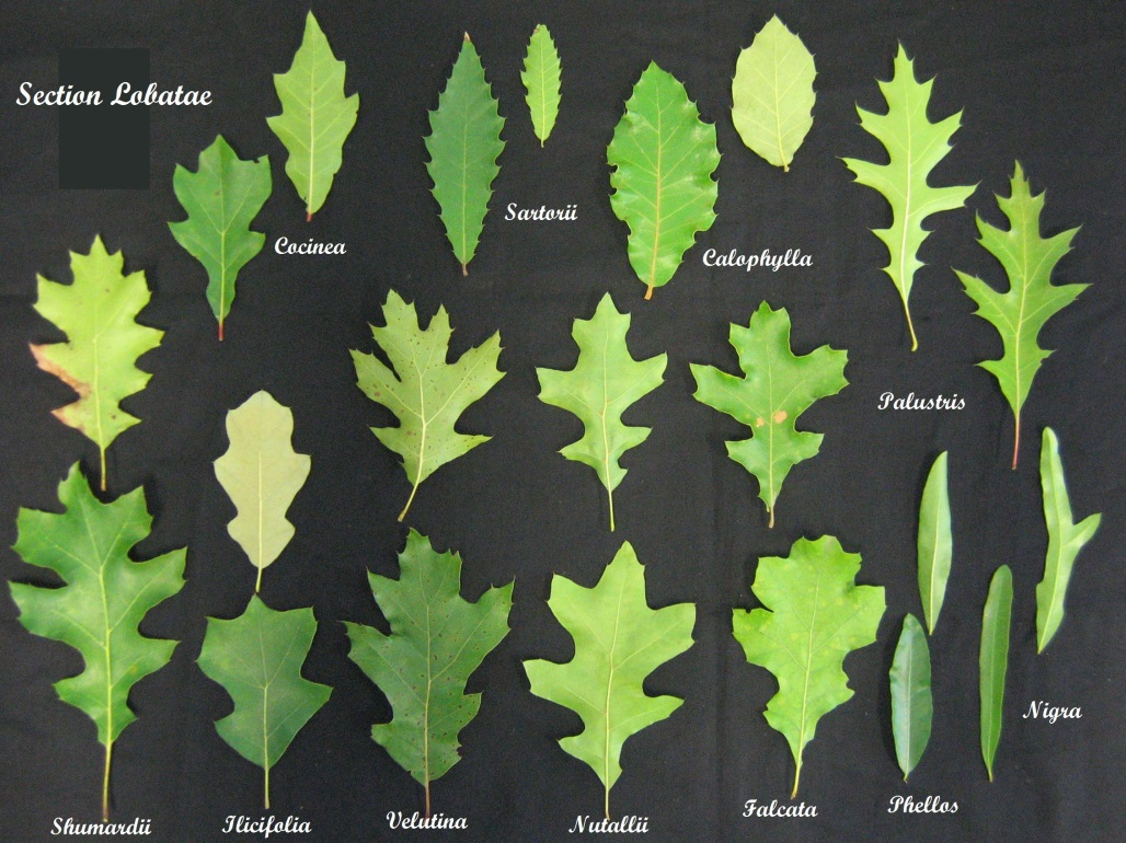 Oak Species Oak Leaf Identification Chart – NBKomputer